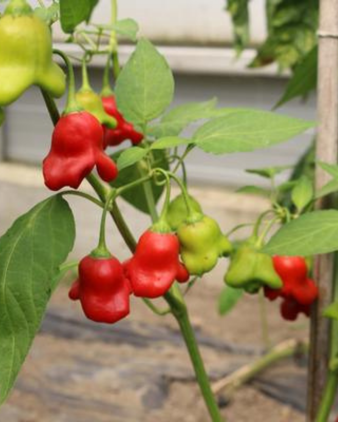 Paprika - Glockenpaprika
