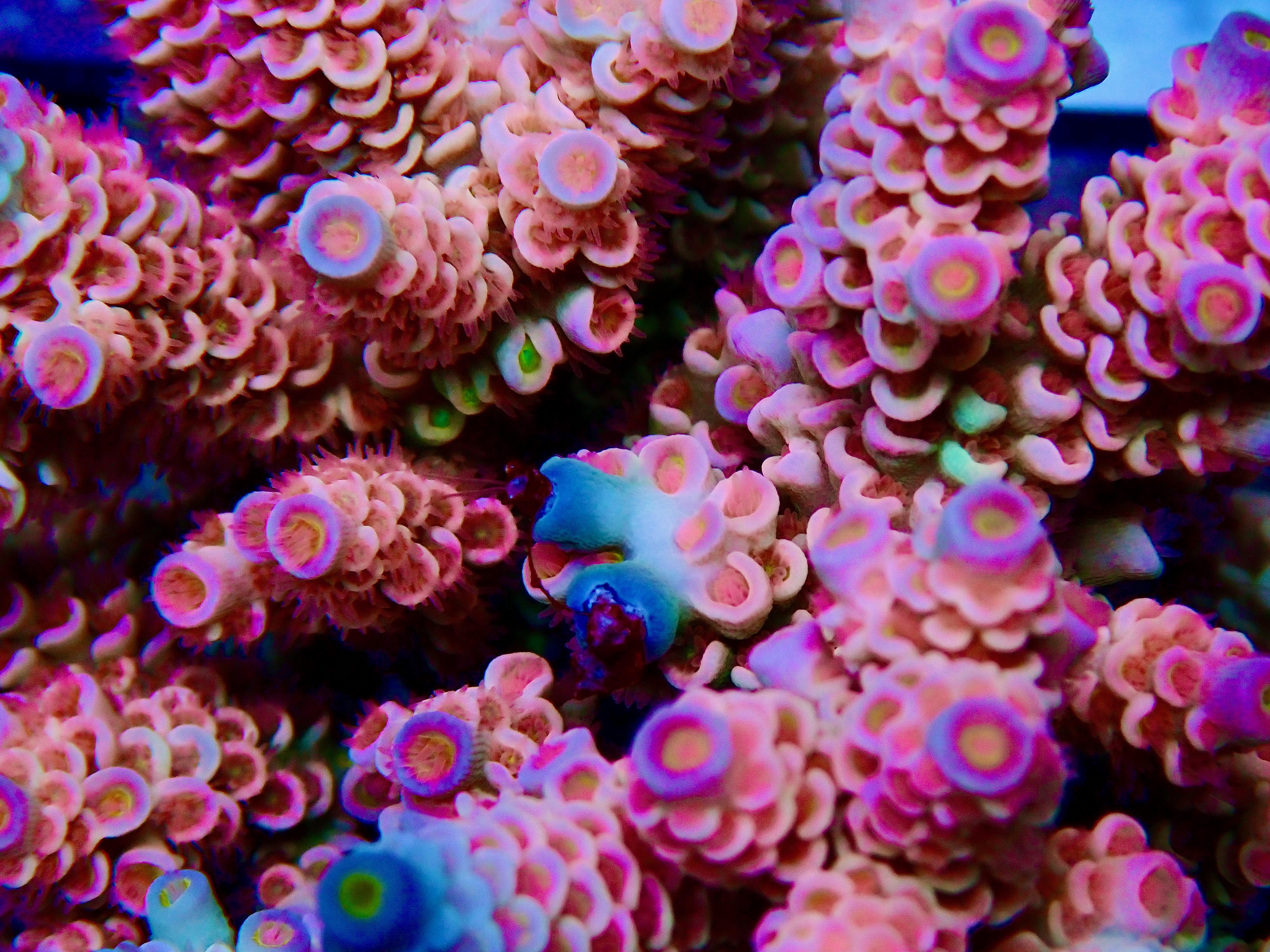 Acropora spp. OOL Flaming Horizon