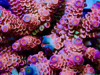 Acropora spp. OOL Flaming Horizon