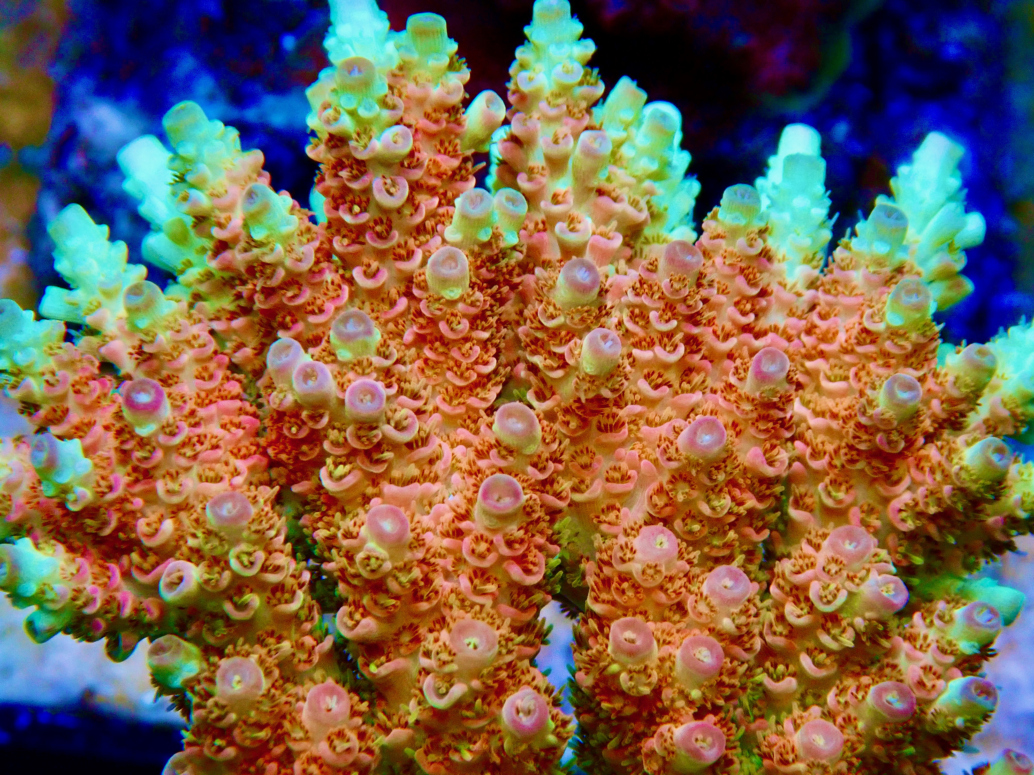 Acropora spp. OOL Prismatic Crown