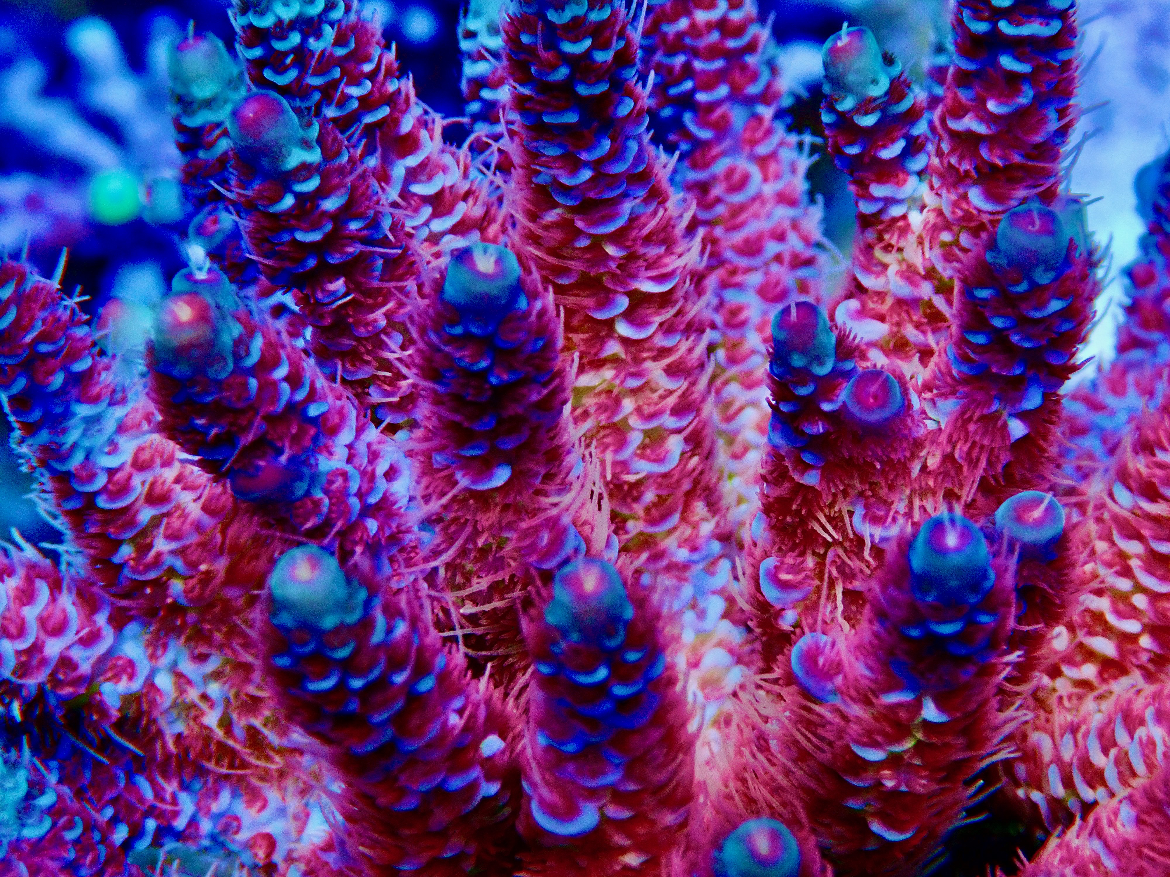 Acropora Miööepora OOL Sakura Flame