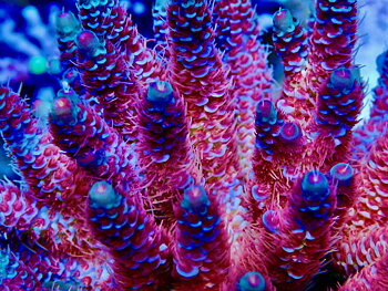 Acropora Miööepora OOL Sakura Flame