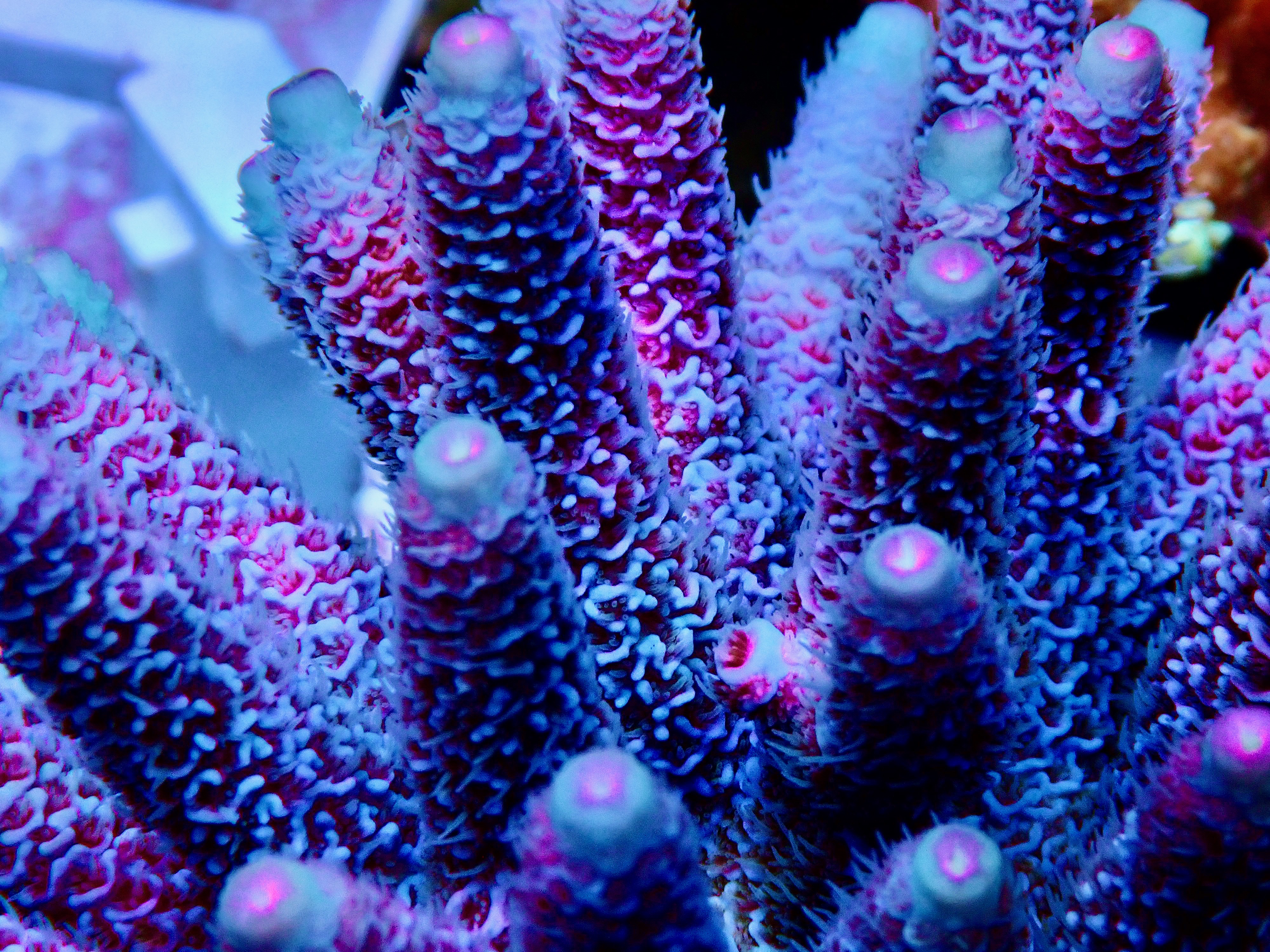 Acropora Millepora OOL Icefire