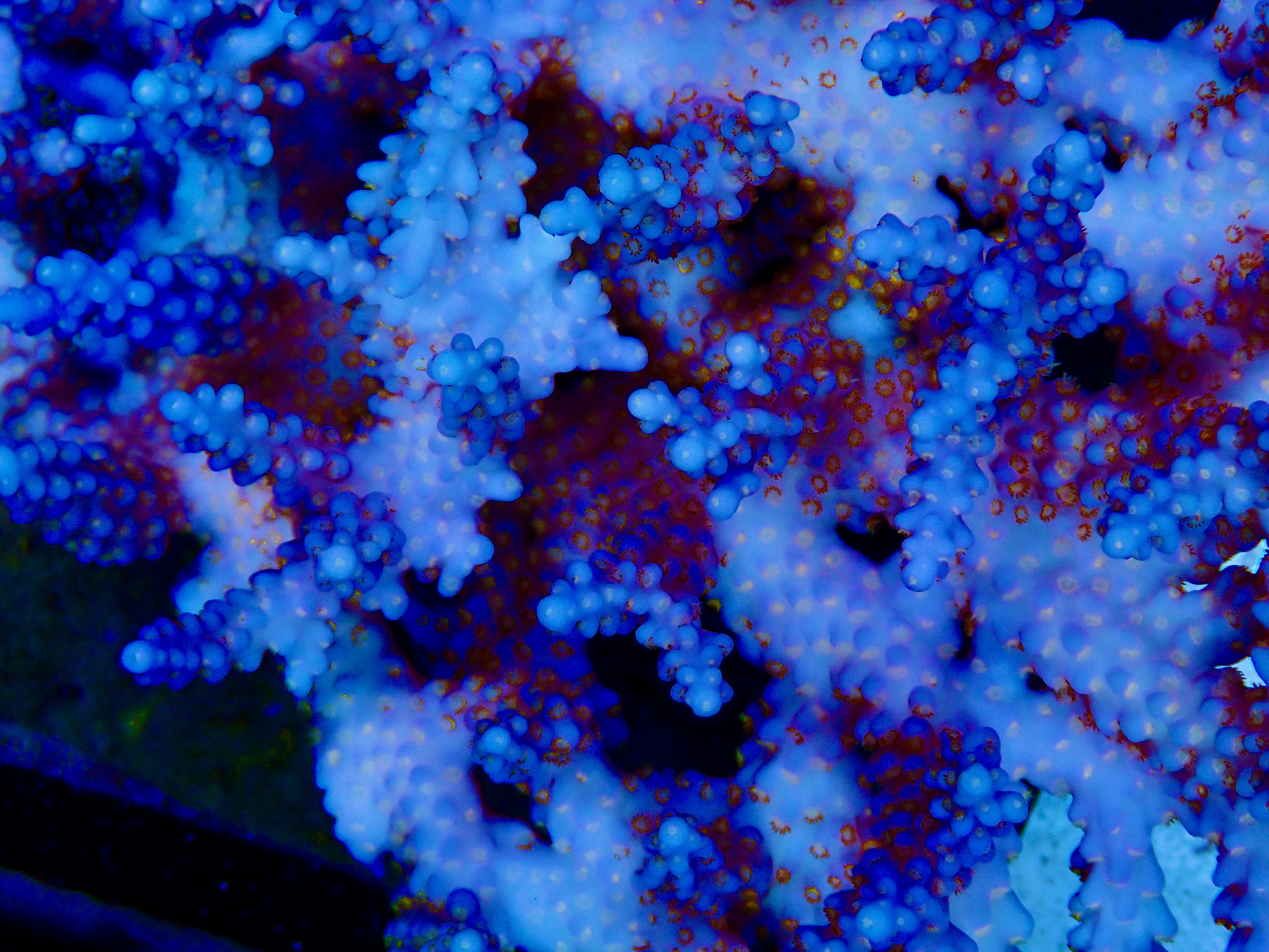 Acropora spp. OOL Starry Night