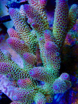 Acropora spathulata OOL Hypernova Reef
