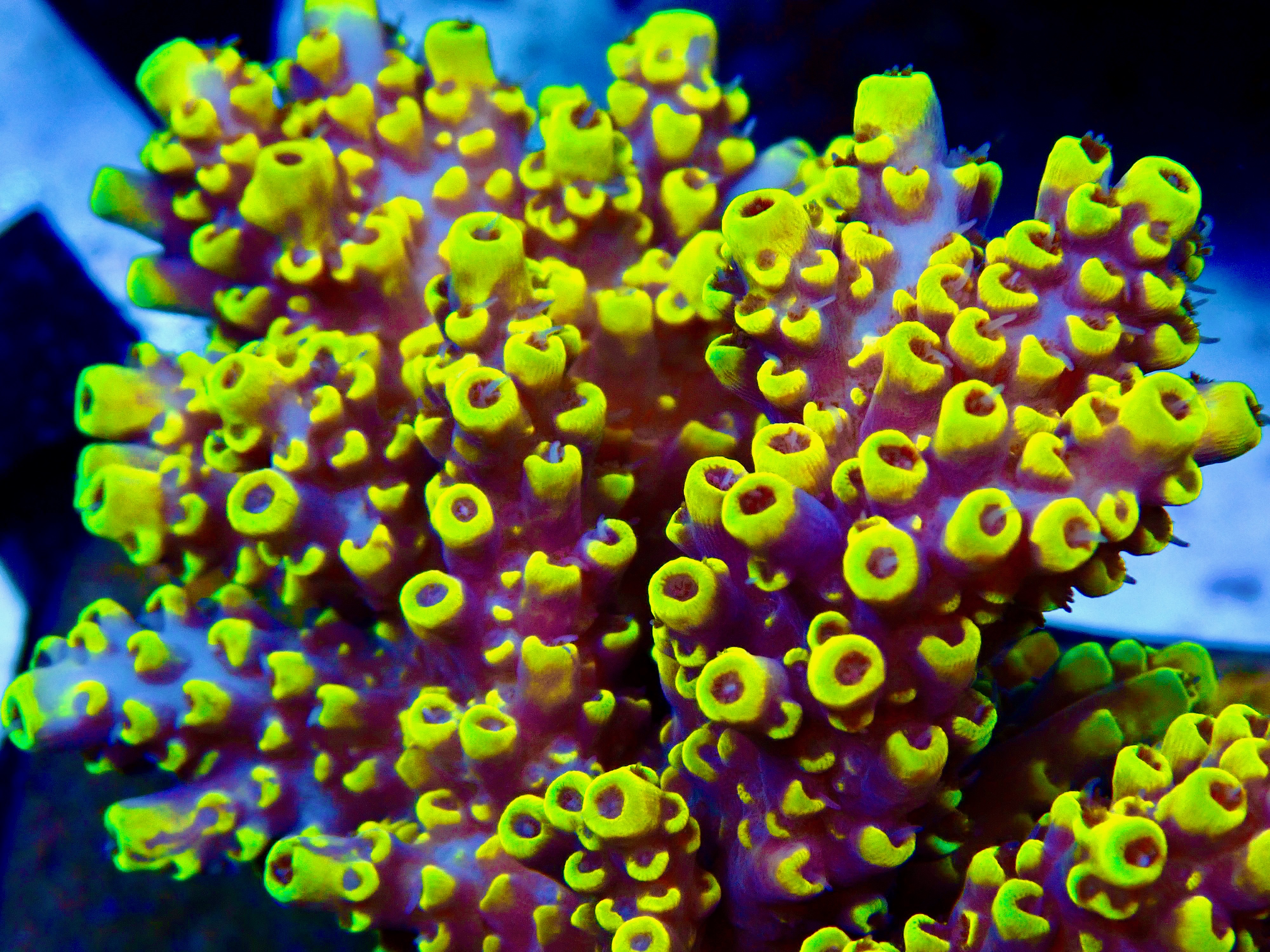 Acropora spp. OOL Wolveriin
