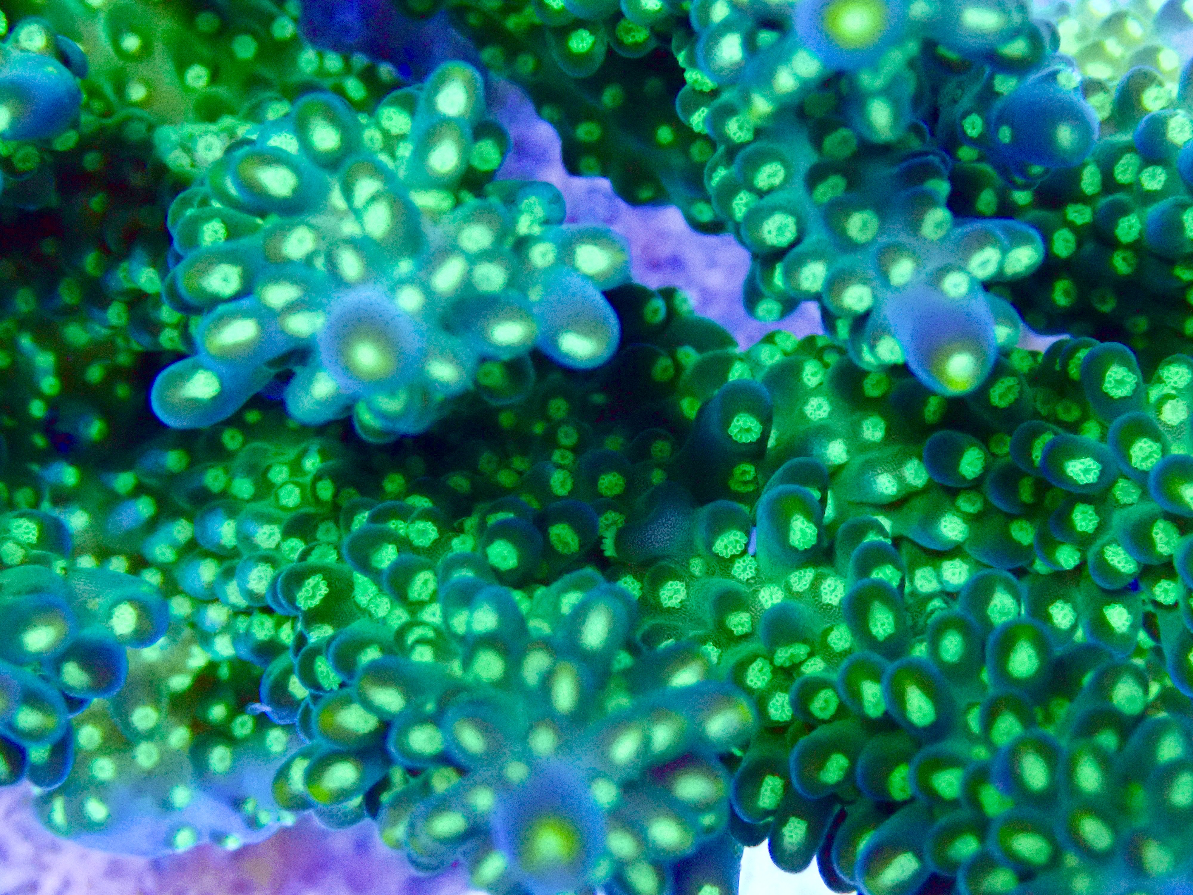 Acropora spp. OOL Toxic Specter