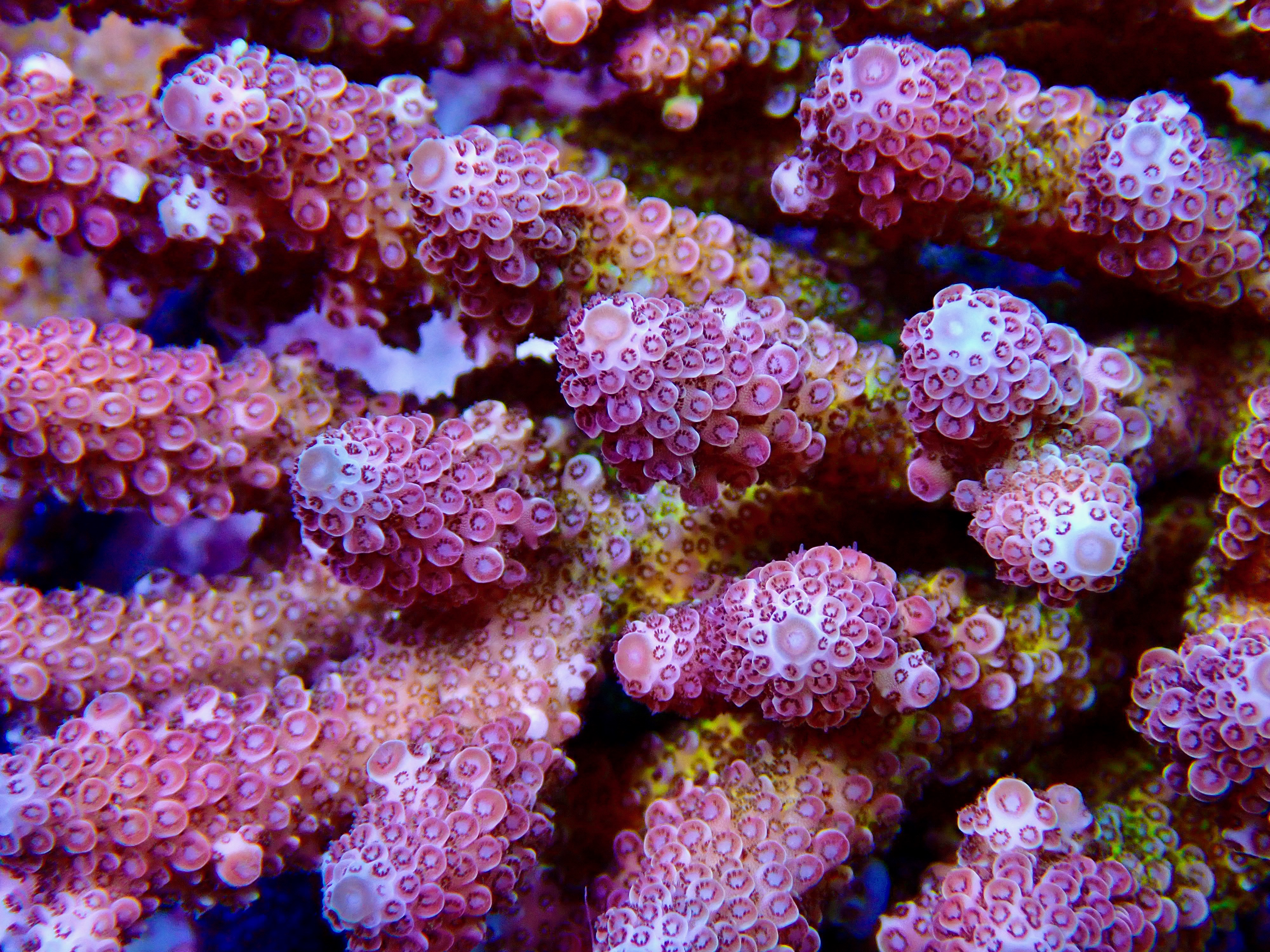 Acropora spp. OOL Venus Nova