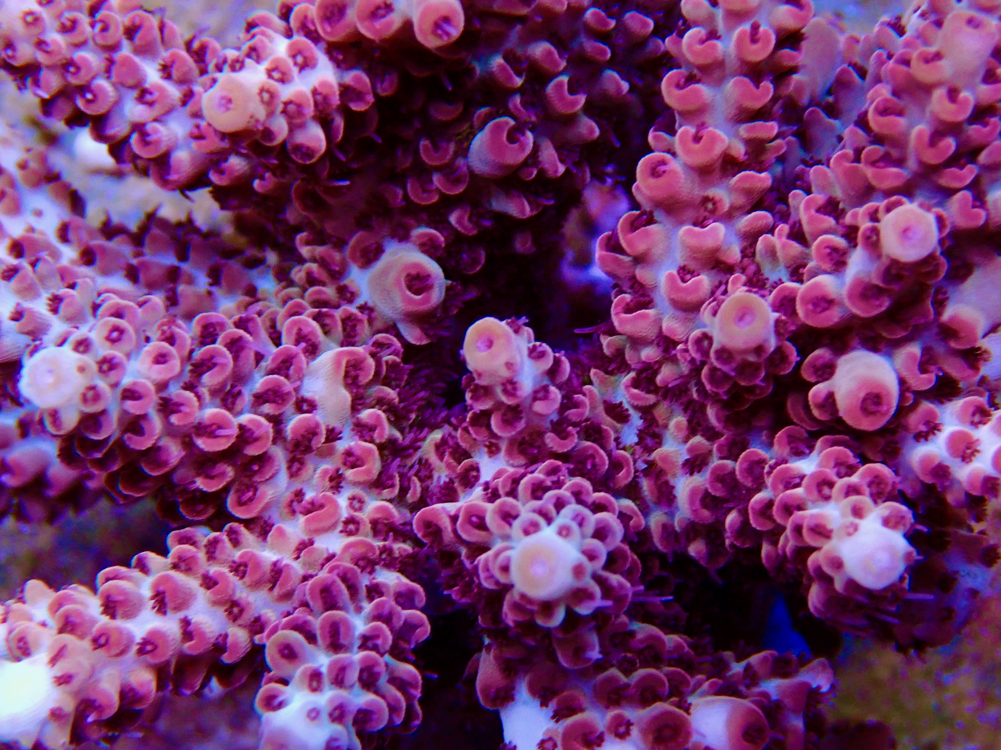 Acropora spp. OOL Flaming Pearl