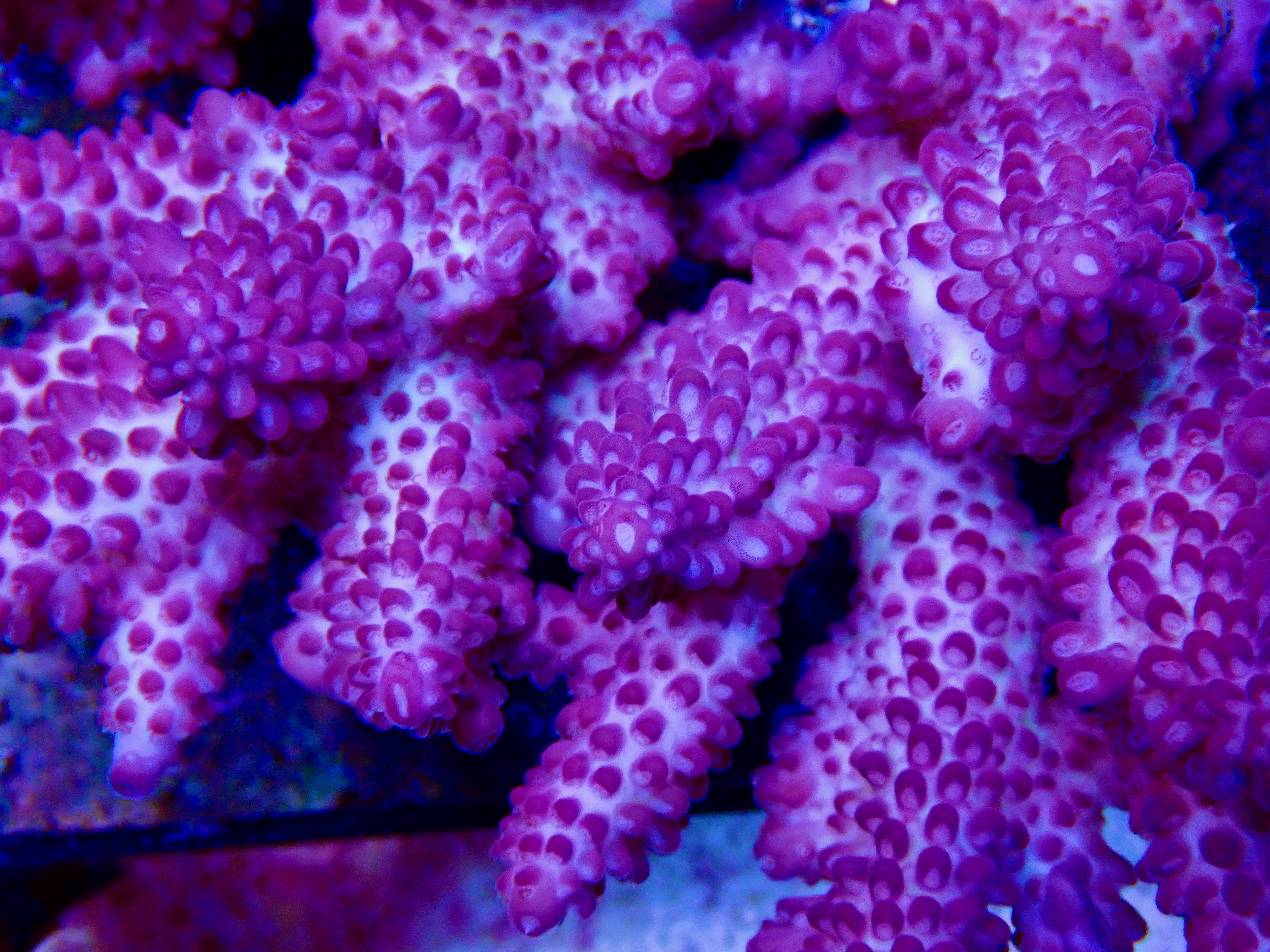 Acropora spp. OOL Nebula Shard