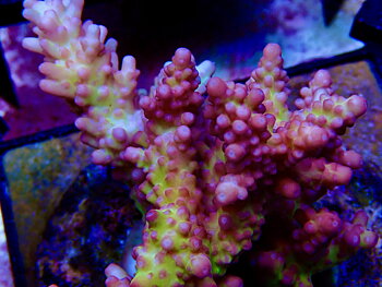 Acropora spp. OOL Aurora Spark