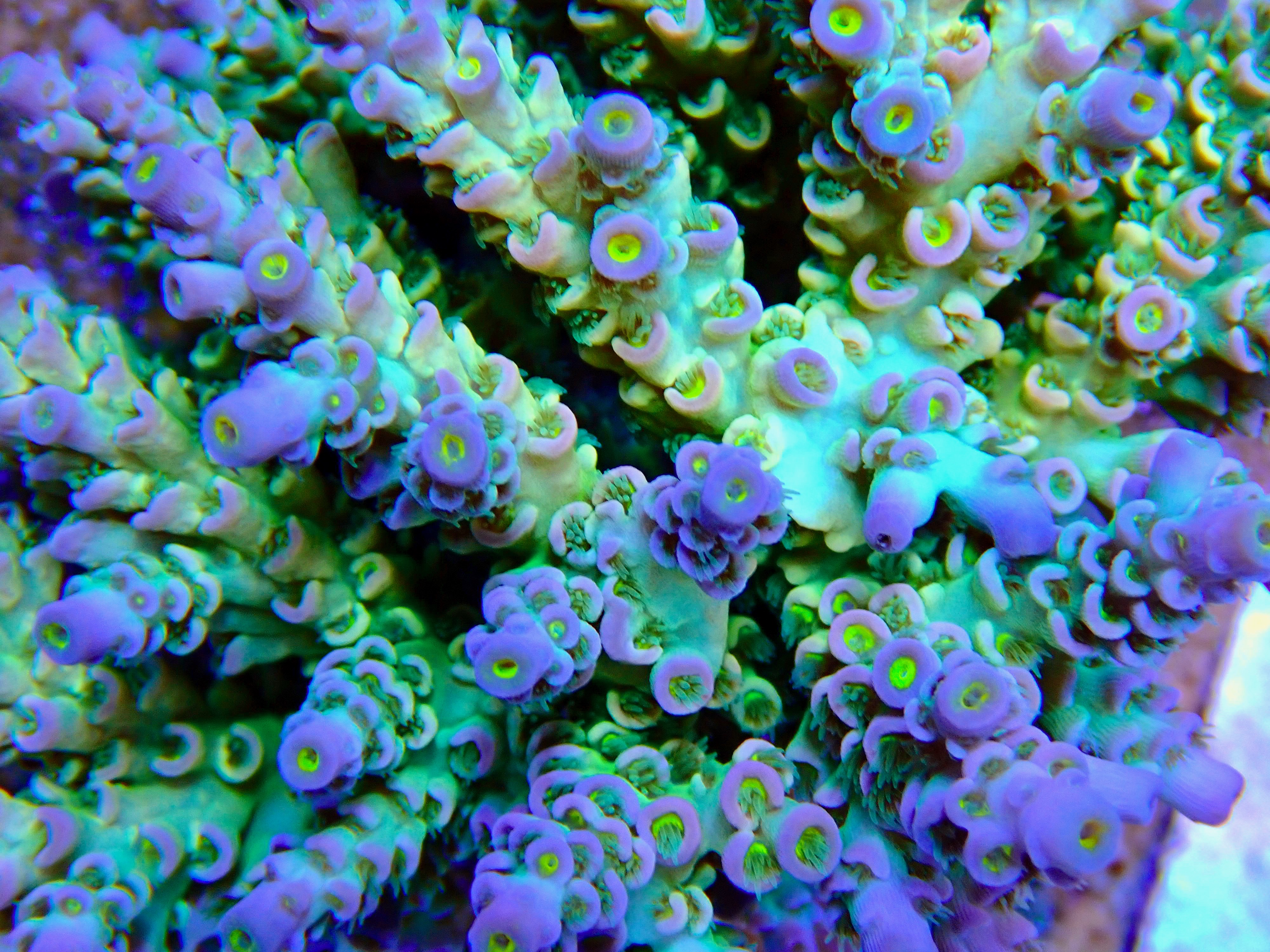 Acropora spp. OOL Rainbow Drift