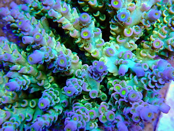 Acropora spp. OOL Rainbow Drift