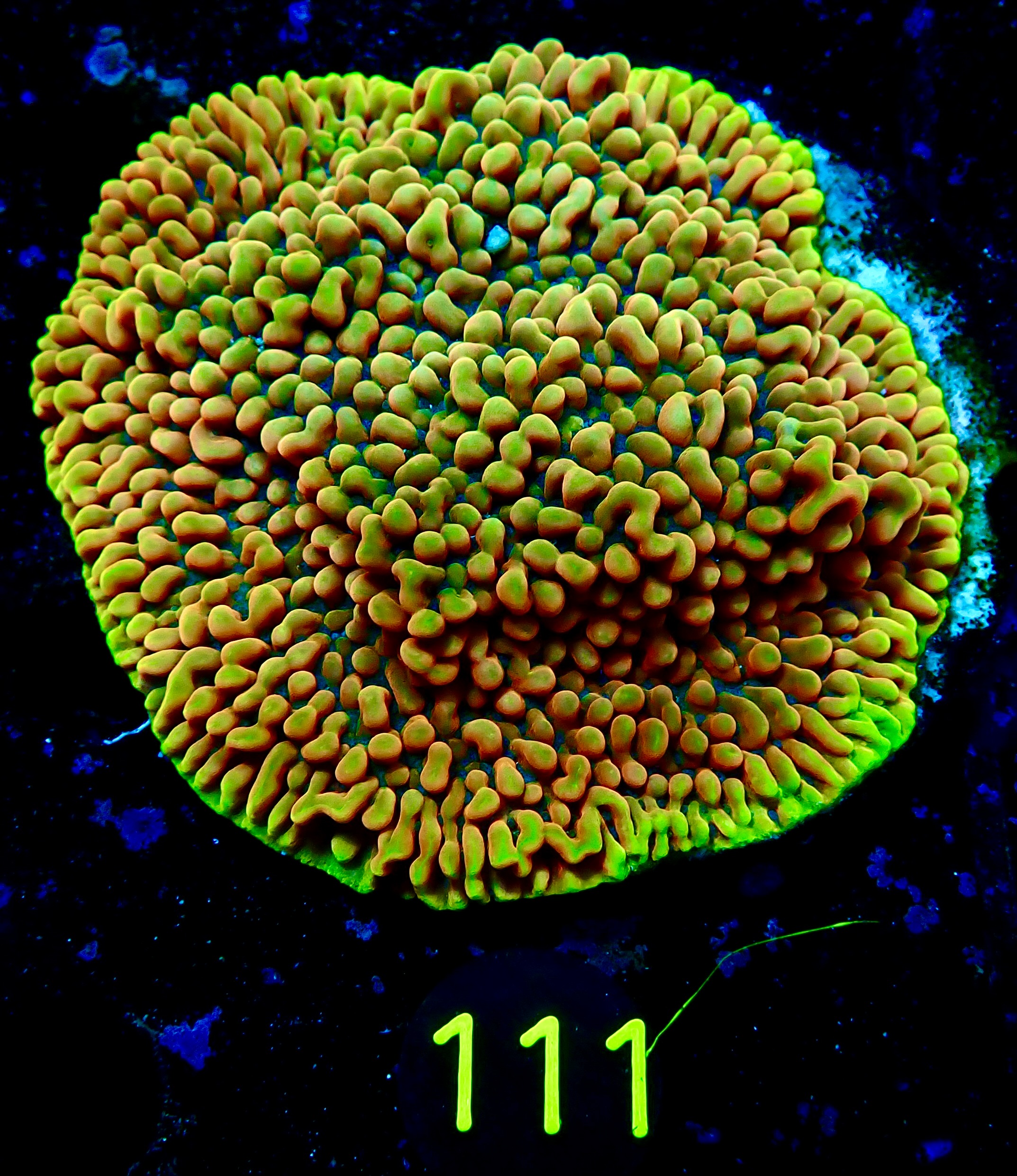 Montipora Crazy-T