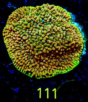 Montipora Crazy-T