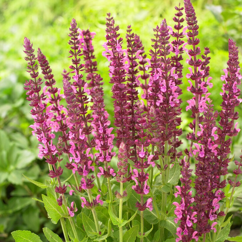 7667  Salvia nemorosa  Sensation Deep Rose  I  Svenskt namn  :Stäppsalvia  I  Krukstorlek   : 11c  I  Förväntad Höjd  :  30 cm  I  Blomningstid :  juni-aug - 3