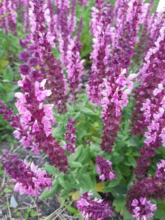 7667  Salvia nemorosa  Sensation Deep Rose  I  Svenskt namn  :Stäppsalvia  I  Krukstorlek   : 11c  I  Förväntad Höjd  :  30 cm  I  Blomningstid :  juni-aug - 2