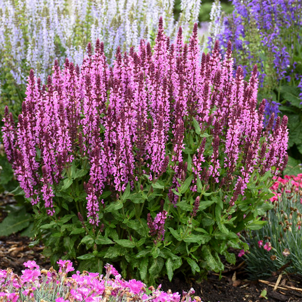 7667  Salvia nemorosa  Sensation Deep Rose  I  Svenskt namn  :Stäppsalvia  I  Krukstorlek   : 11c  I  Förväntad Höjd  :  30 cm  I  Blomningstid :  juni-aug