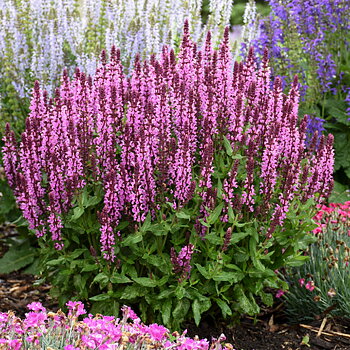 7667  Salvia nemorosa  Sensation Deep Rose  I  Svenskt namn  :Stäppsalvia  I  Krukstorlek   : 11c  I  Förväntad Höjd  :  30 cm  I  Blomningstid :  juni-aug