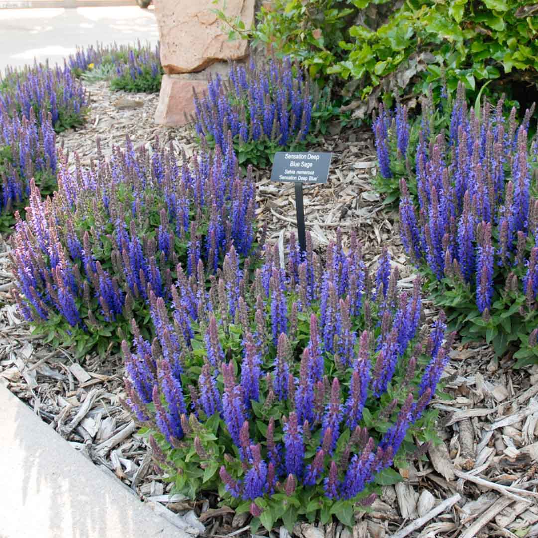 7665  Salvia nemorosa  Sensation Sky Blue Bicolour  I  Svenskt namn  :Stäppsalvia  I  Krukstorlek   : 11c  I  Förväntad Höjd  :  30 cm  I  Blomningstid :  juni-aug