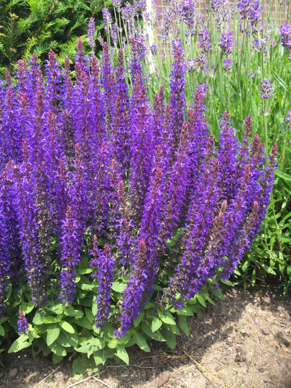 7665  Salvia nemorosa  Sensation Sky Blue Bicolour  I  Svenskt namn  :Stäppsalvia  I  Krukstorlek   : 11c  I  Förväntad Höjd  :  30 cm  I  Blomningstid :  juni-aug - 3