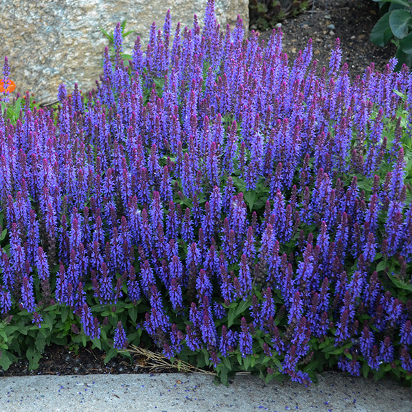 7665  Salvia nemorosa  Sensation Sky Blue Bicolour  I  Svenskt namn  :Stäppsalvia  I  Krukstorlek   : 11c  I  Förväntad Höjd  :  30 cm  I  Blomningstid :  juni-aug - 2
