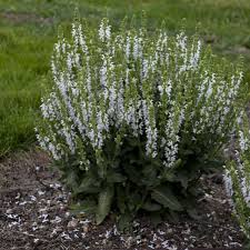 7668  Salvia nemorosa  Sensation White  I  Svenskt namn  :Stäppsalvia  I  Krukstorlek   : 11c  I  Förväntad Höjd  :  30 cm  I  Blomningstid :  juni-aug - 2