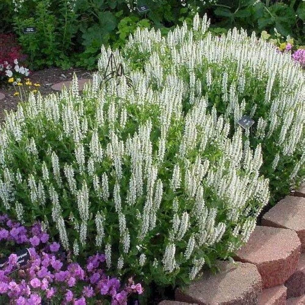 7668  Salvia nemorosa  Sensation White  I  Svenskt namn  :Stäppsalvia  I  Krukstorlek   : 11c  I  Förväntad Höjd  :  30 cm  I  Blomningstid :  juni-aug