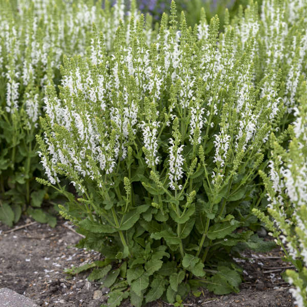 7668  Salvia nemorosa  Sensation White  I  Svenskt namn  :Stäppsalvia  I  Krukstorlek   : 11c  I  Förväntad Höjd  :  30 cm  I  Blomningstid :  juni-aug - 4