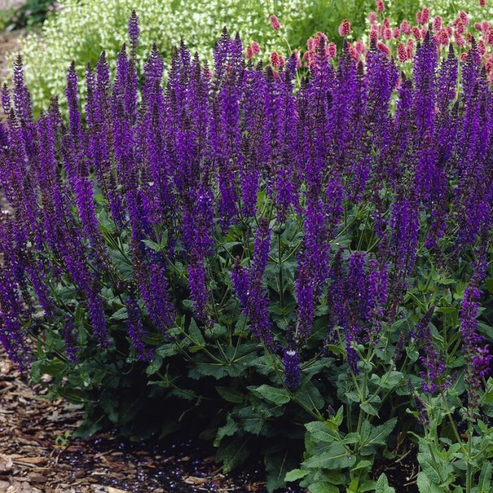 7658  Salvia nemorosa  Viola Klose  I  Svenskt namn  :Stäppsalvia  I  Krukstorlek   : 11c  I  Förväntad Höjd  :  40 cm  I  Blomningstid :  juni-sept
