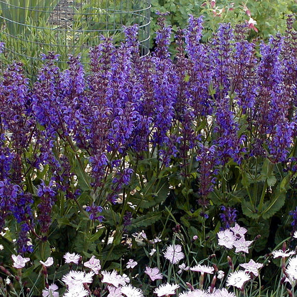 7658  Salvia nemorosa  Viola Klose  I  Svenskt namn  :Stäppsalvia  I  Krukstorlek   : 11c  I  Förväntad Höjd  :  40 cm  I  Blomningstid :  juni-sept - 2