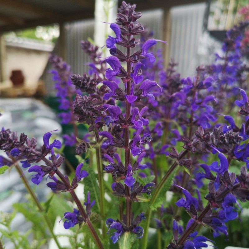 7658  Salvia nemorosa  Viola Klose  I  Svenskt namn  :Stäppsalvia  I  Krukstorlek   : 11c  I  Förväntad Höjd  :  40 cm  I  Blomningstid :  juni-sept - 3