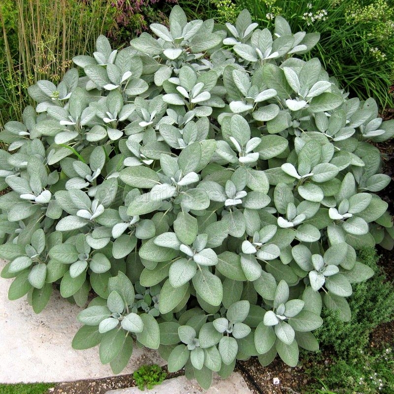 9001  Salvia officinalis  Berggarten  I  Svenskt namn  :Kryddsalvia  I  Krukstorlek   : 11c  I  Förväntad Höjd  :  60 cm  I  Blomningstid :  juni-juli
