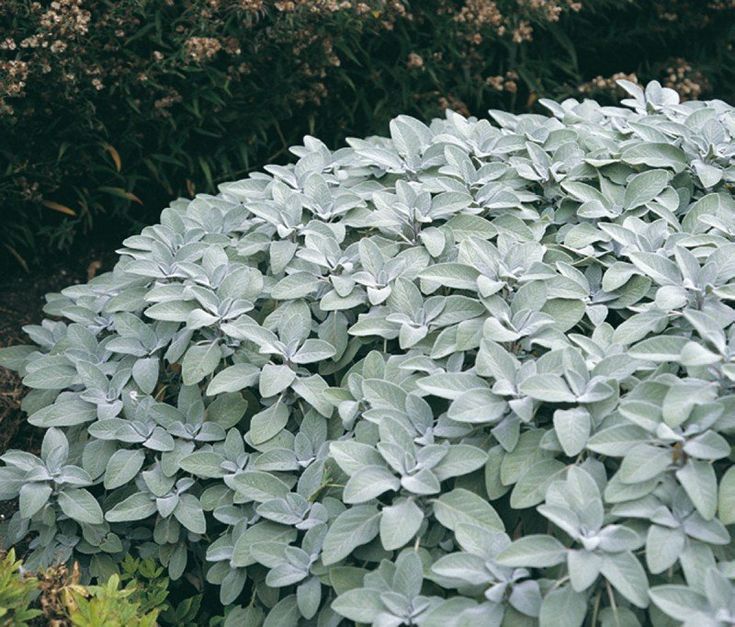 9001  Salvia officinalis  Berggarten  I  Svenskt namn  :Kryddsalvia  I  Krukstorlek   : 11c  I  Förväntad Höjd  :  60 cm  I  Blomningstid :  juni-juli - 3
