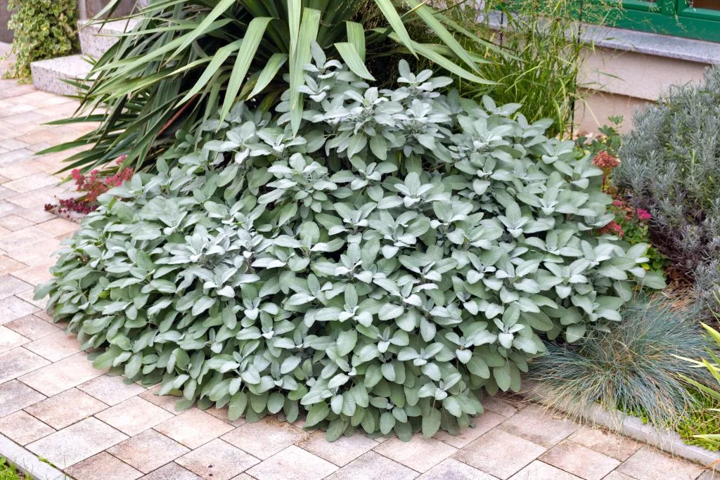 9001  Salvia officinalis  Berggarten  I  Svenskt namn  :Kryddsalvia  I  Krukstorlek   : 11c  I  Förväntad Höjd  :  60 cm  I  Blomningstid :  juni-juli - 2