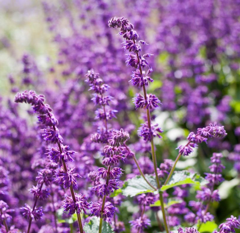 7660  Salvia verticillata  Purple Rain  I  Svenskt namn  :Kranssalvia  I  Krukstorlek   : 11c/P9  I  Förväntad Höjd  :  60 cm  I  Blomningstid :  juli-aug