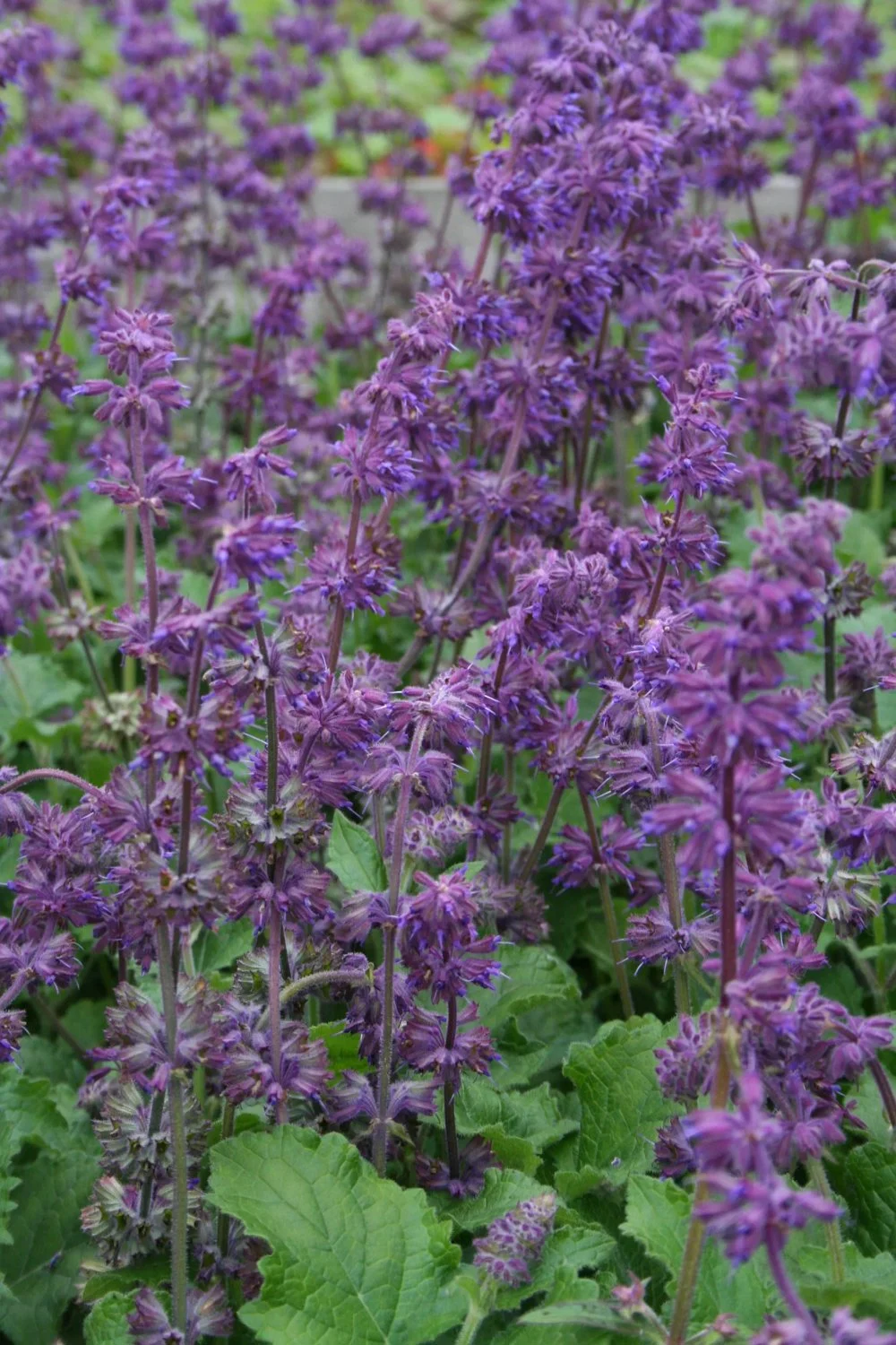 7660  Salvia verticillata  Purple Rain  I  Svenskt namn  :Kranssalvia  I  Krukstorlek   : 11c/P9  I  Förväntad Höjd  :  60 cm  I  Blomningstid :  juli-aug - 2