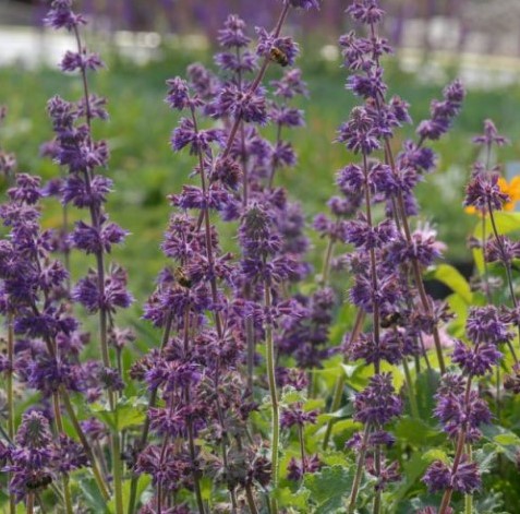 7660  Salvia verticillata  Purple Rain  I  Svenskt namn  :Kranssalvia  I  Krukstorlek   : 11c/P9  I  Förväntad Höjd  :  60 cm  I  Blomningstid :  juli-aug - 3