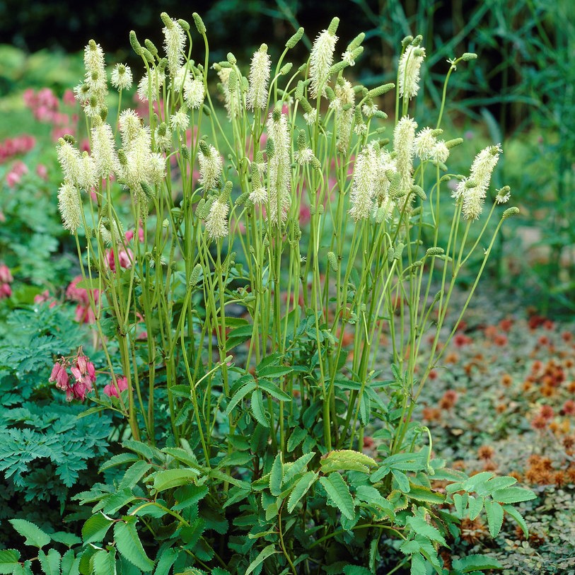 7784  Sanguisorba canadensis  I  Svenskt namn  :Kanadapimpinell  I  Krukstorlek   : SQ1  I  Förväntad Höjd  :  70 cm  I  Blomningstid :  juni-sept - 2