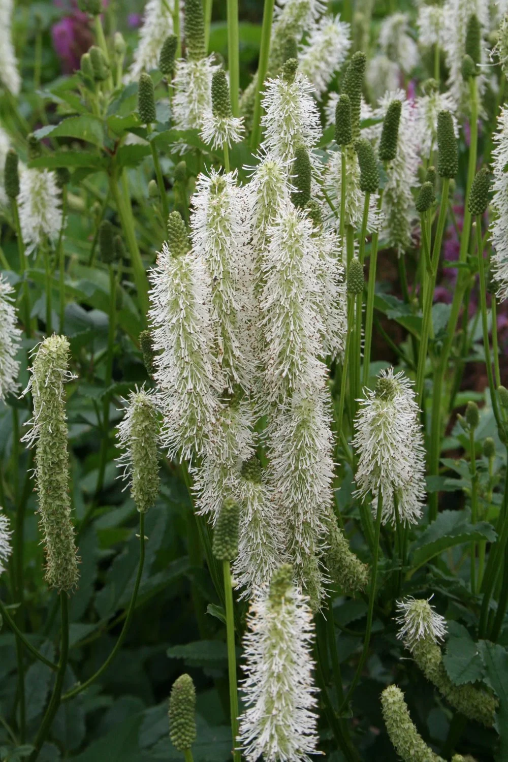7784  Sanguisorba canadensis  I  Svenskt namn  :Kanadapimpinell  I  Krukstorlek   : SQ1  I  Förväntad Höjd  :  70 cm  I  Blomningstid :  juni-sept - 3