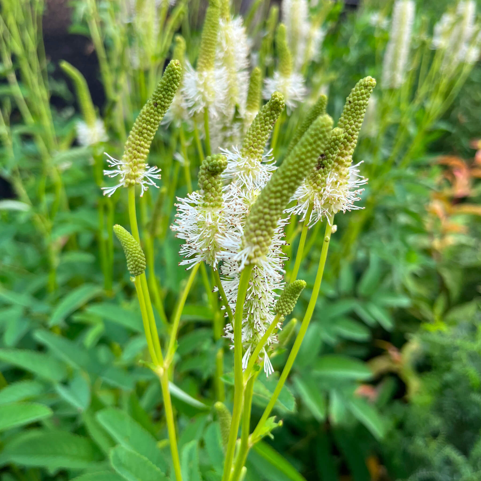 7784  Sanguisorba canadensis  I  Svenskt namn  :Kanadapimpinell  I  Krukstorlek   : SQ1  I  Förväntad Höjd  :  70 cm  I  Blomningstid :  juni-sept