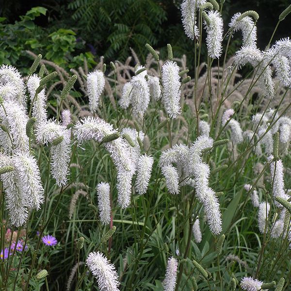 7767  Sanguisorba hakusanensis White Brushes  I  Svenskt namn  :Nickpimpinell  I  Krukstorlek   : SQ1  I  Förväntad Höjd  :  160 cm  I  Blomningstid :  juli-sept