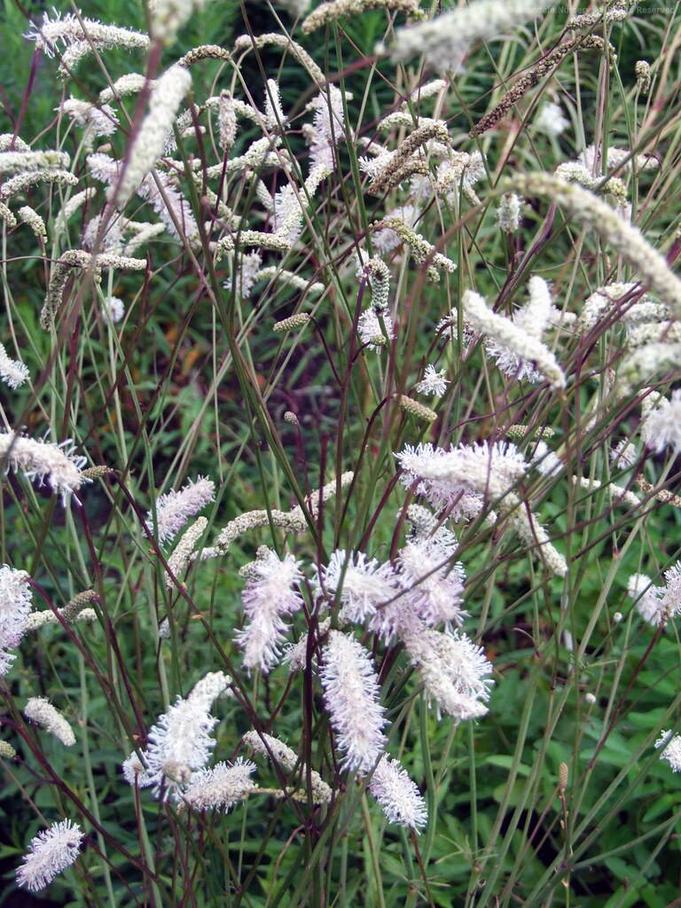 7767  Sanguisorba hakusanensis White Brushes  I  Svenskt namn  :Nickpimpinell  I  Krukstorlek   : SQ1  I  Förväntad Höjd  :  160 cm  I  Blomningstid :  juli-sept - 3