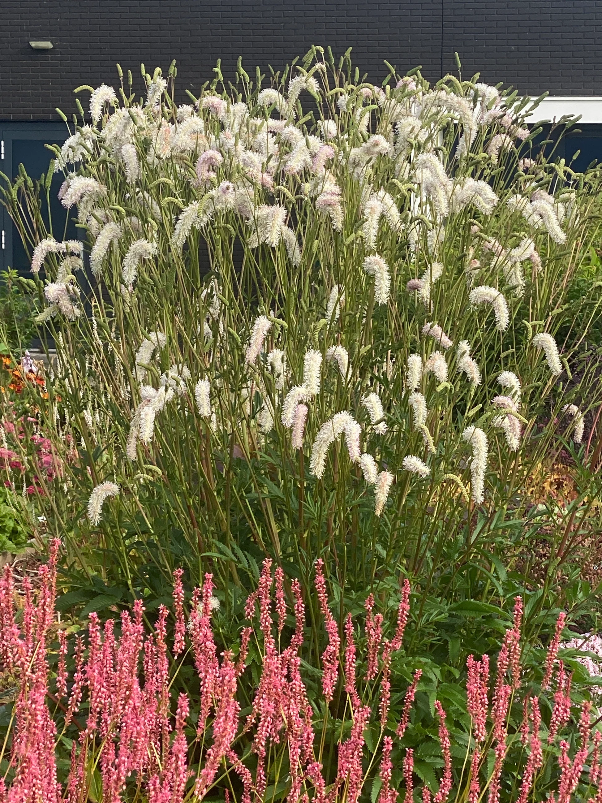 7767  Sanguisorba hakusanensis White Brushes  I  Svenskt namn  :Nickpimpinell  I  Krukstorlek   : SQ1  I  Förväntad Höjd  :  160 cm  I  Blomningstid :  juli-sept - 2