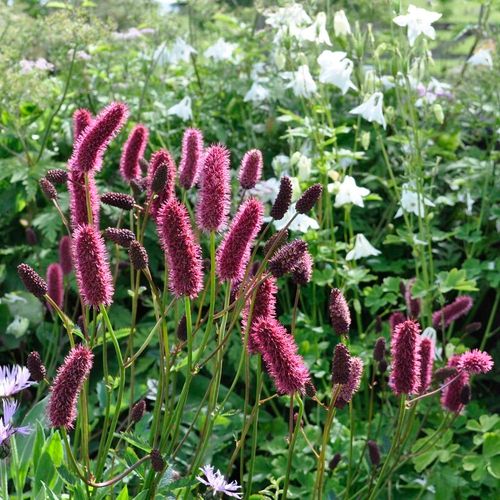 7777  Sanguisorba menziesii  I  Svenskt namn  :Brunpimpinell  I  Krukstorlek   : P9  I  Förväntad Höjd  :  80 cm  I  Blomningstid :  juni-aug