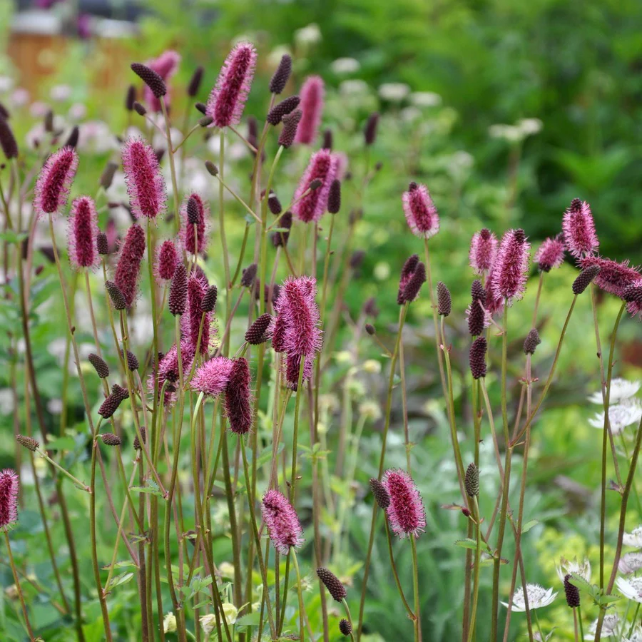 7777  Sanguisorba menziesii  I  Svenskt namn  :Brunpimpinell  I  Krukstorlek   : P9  I  Förväntad Höjd  :  80 cm  I  Blomningstid :  juni-aug - 3