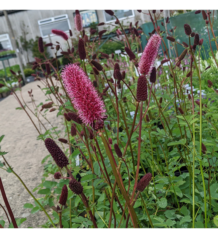 7777  Sanguisorba menziesii  I  Svenskt namn  :Brunpimpinell  I  Krukstorlek   : P9  I  Förväntad Höjd  :  80 cm  I  Blomningstid :  juni-aug - 2
