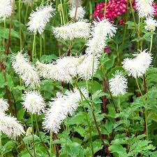 7772  Sanguisorba obtusa Alba  I  Svenskt namn  :Rosenpimpinell  I  Krukstorlek   : SQ1  I  Förväntad Höjd  :  100 cm  I  Blomningstid :  aug-sept - 3