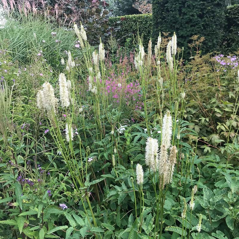 7772  Sanguisorba obtusa Alba  I  Svenskt namn  :Rosenpimpinell  I  Krukstorlek   : SQ1  I  Förväntad Höjd  :  100 cm  I  Blomningstid :  aug-sept