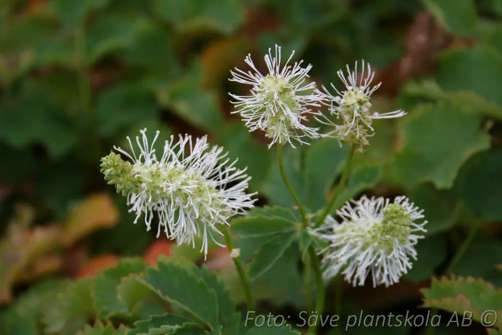 7772  Sanguisorba obtusa Alba  I  Svenskt namn  :Rosenpimpinell  I  Krukstorlek   : SQ1  I  Förväntad Höjd  :  100 cm  I  Blomningstid :  aug-sept - 2